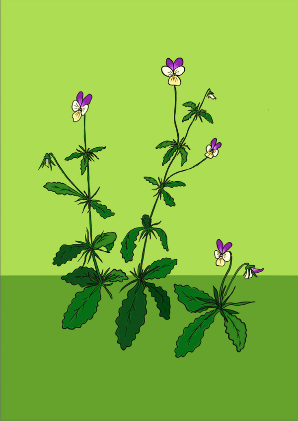 (Bild für) Queer Plants