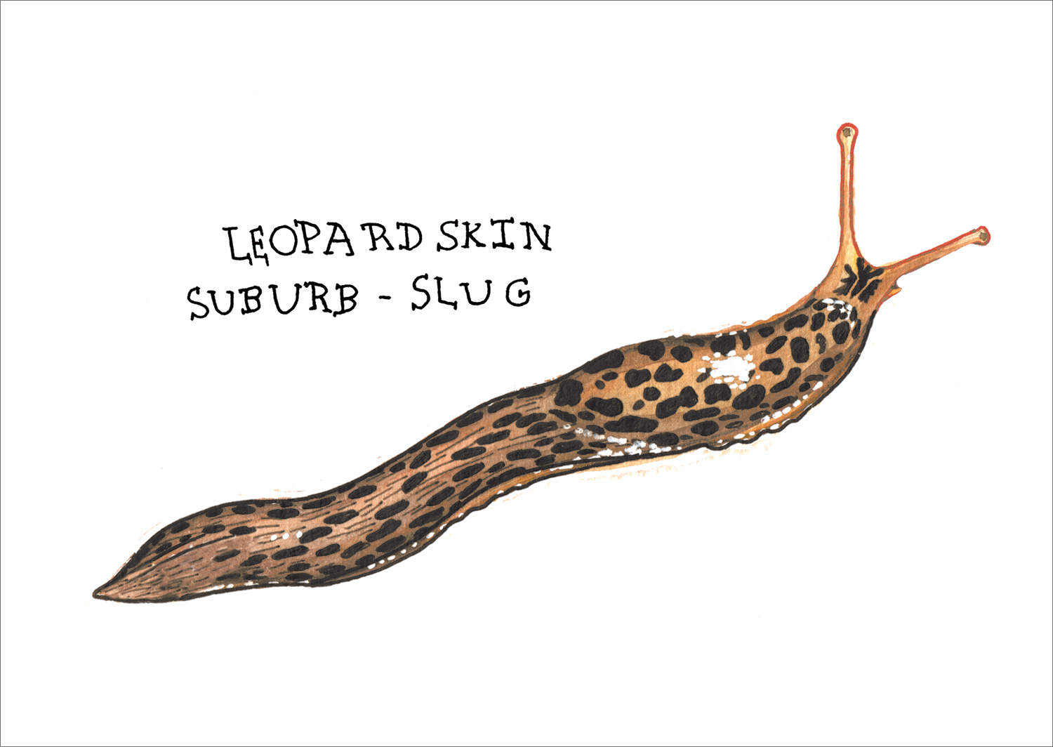 (Bild für) Leopardenmuster-Vorort-Schnecke