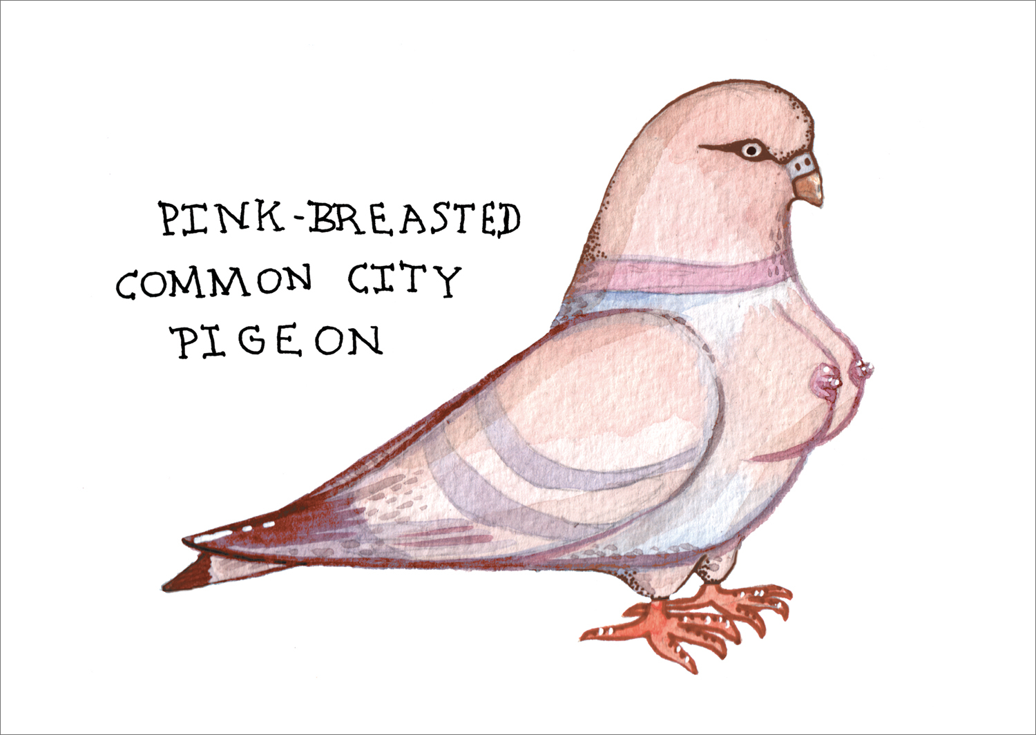 Stadt-Haus-Taube mit pinken Brüsten - zum Schließen ins Bild klicken