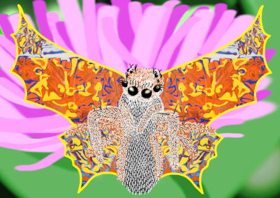 (Bild für) Spinnen­schmetterling